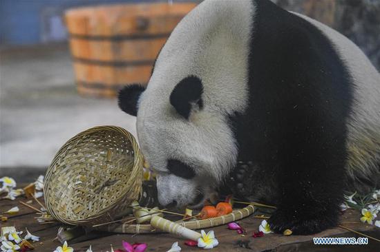 Seventh birthday of two giant pandas celebrated in Haikou