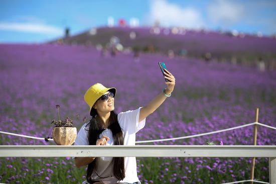 A tourist poses for a selfie in a verbena field in Gaopo Township of Guiyang, capital of southwest China's Guizhou Province, Aug. 14, 2020. (Photo by Zhang Hui/Xinhua)