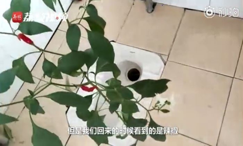 A chili plant is found growing in a student dorm's toilet in a university in South China's Guangdong Province. (Photo: Screenshot of a video posted by Lizhi Video)