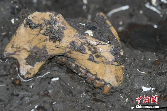 File photo taken on Nov. 11, 2009 shows the Mesopithecus fossils unearthed from Zhaotong, southwest China's Yunnan Province. Scientists from China, the United States, Greece and Australia have confirmed the discovery of a collection of Mesopithecus fossils dating back about 6.4 million years in southwest China's Yunnan Province. (Photo/China News Service)