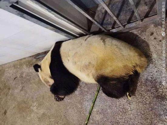 'Heroic' giant panda Lei Lei, mother of five, passes away at age 31