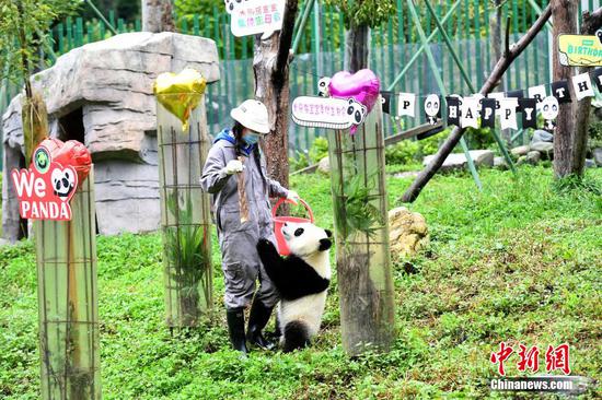 Panda cubs celebrate first birthday in Sichuan 