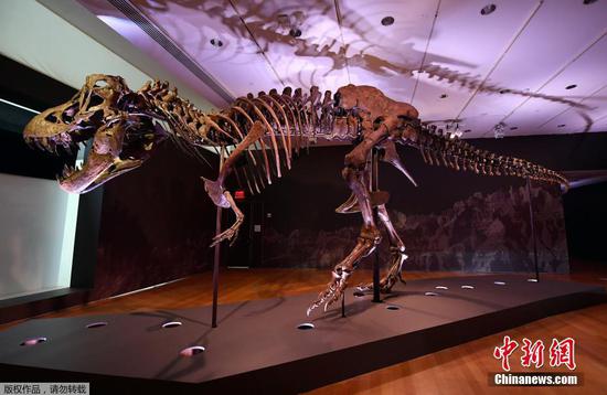 One of the world's biggest T. rex skeletons is up for sale