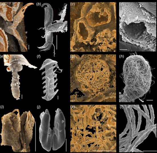 Combination picture shows the comparison of the sexual reproduction organs of ancient ostracod's fossils (1st and 3rd row) and samples of its modern forms (2nd and 4th row). Chinese paleontologists along with their counterparts from Germany and Britain have discovered the oldest known animal sperm in the world in a piece of amber dating 100 million years ago, according to the Nanjing Institute of Geology and Palaeontology affiliated to the Chinese Academy of Sciences. (Nanjing Institute of Geology and Palaeontology affiliated to the Chinese Academy of Sciences/Handout via Xinhua)