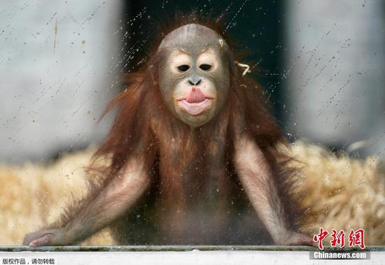 Young orangutan has fun in rainy day