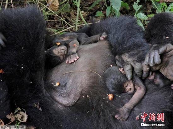 Zoo celebrates birth of twin baby mountain gorillas