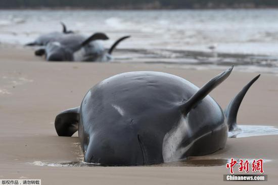 Australia whale stranding: 470 animals now beached in Tasmania record