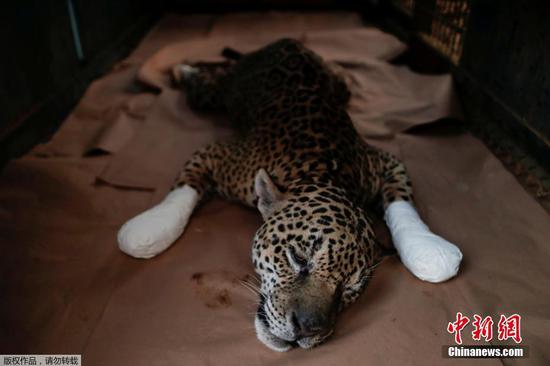 Jaguar burned by wildfires in Brazil is helped back to health