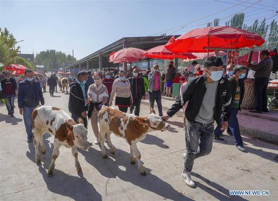 Cattle and sheep bazaar held in Shufu, NW China 