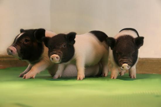 File photo taken on April 27, 2017 shows the first batch of live pigs free of dangerous viruses. Scientists on Aug. 10, 2017 announced a breakthrough in producing the first batch of live pigs free of dangerous viruses, setting the stage for transplanting life-saving organs from the animals into humans. (Xinhua/Luhan Yang)