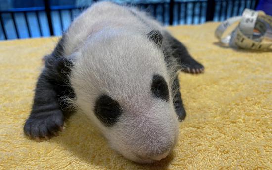 This is a photo of the giant panda cub posted by the Smithsonian's National Zoo on its official website on Sept. 21, 2020. (Credit: Smithsonian's National Zoo)