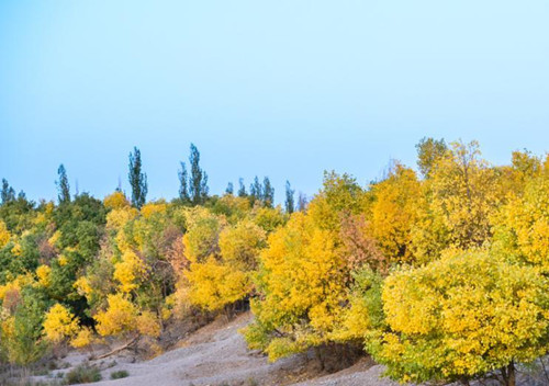 Autumn scenery of forest of populus euphratica in China's Gansu