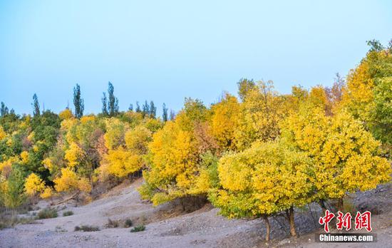 Autumn scenery of forest of populus euphratica in China's Gansu