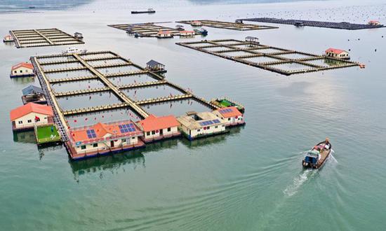 Aerial photo taken on July 15, 2020 shows a mariculture zone in Ningde City, southeast China's Fujian Province. Ningde City has developed a whole industrial chain of large yellow croaker including breeding, processing and marketing. In 2019, the output of large yellow croakers in the city reached about 164,000 tons, accounting for more than 80 percent of the national output and creating output value of over ten billion yuan (1.43 billion U.S dollars). Photo:Xinhua