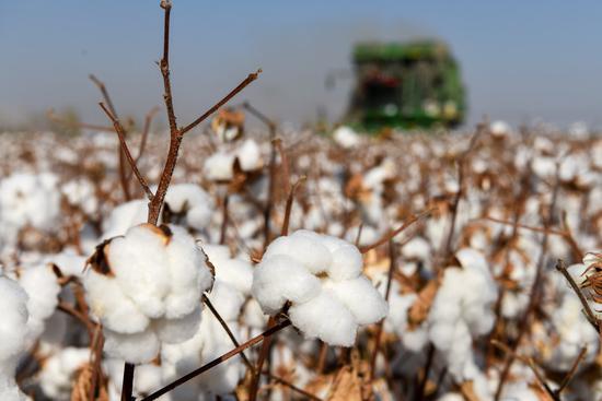 A cotton harvesting machine works in a field in Manas County, Hui Autonomous Prefecture of Changji, northwest China's Xinjiang Uygur Autonomous Region, Oct. 17, 2020. (Xinhua/Ding Lei)