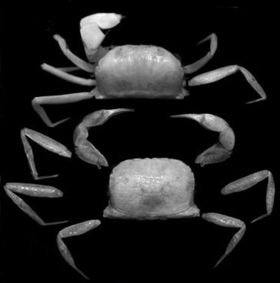 Typhlocarcinops raouli, a new crab species discovered by the Indonesian Institute of Sciences (LIPI) in Mimika, Papua, Indonesia. (Photo courtesy of LIPI)
