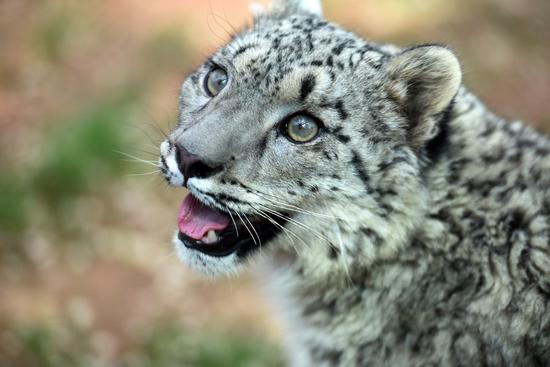 International Snow Leopard Day: A global call to action for protection of 
