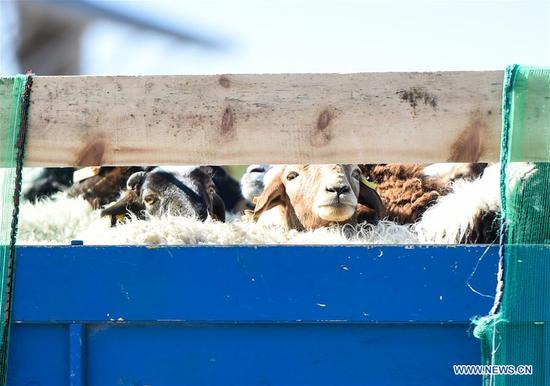 Mongolia-donated sheep arrive in north China border city