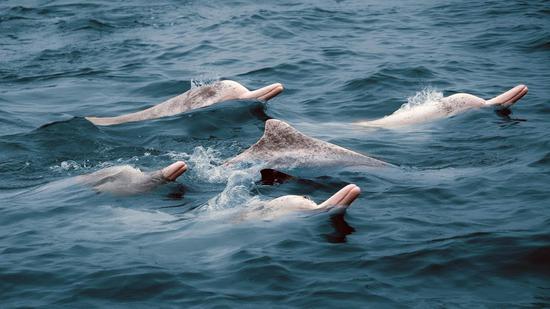 Endangered Chinese white dolphins living in south China