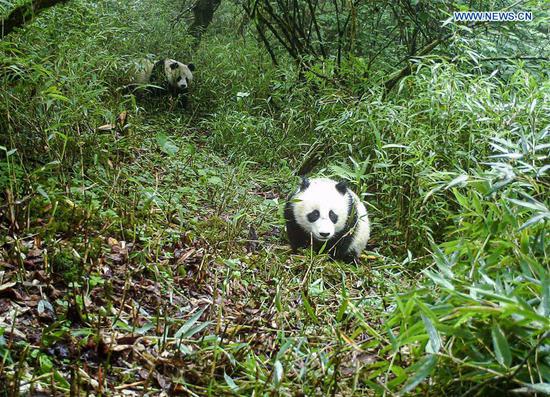 Wild giant panda mother, cub captured on camera in SW China