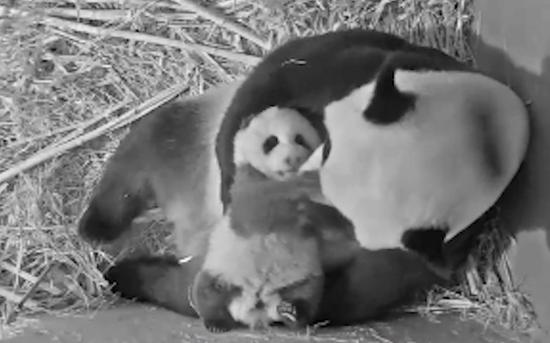 An image grabbed from a video provided by the Ouwehands Zoo shows giant panda cub Fan Xing and its mother Wu Wen at Ouwehands Zoo in Rhenen, the Netherlands, in July, 2020. (Xinhua)