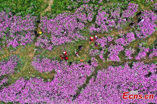 Aerial view of spectacular flower fields in Jiangxi 