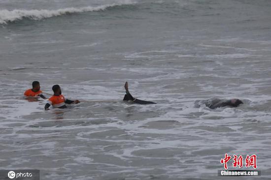 Sri Lanka rescues over 100 whales stranded ashore