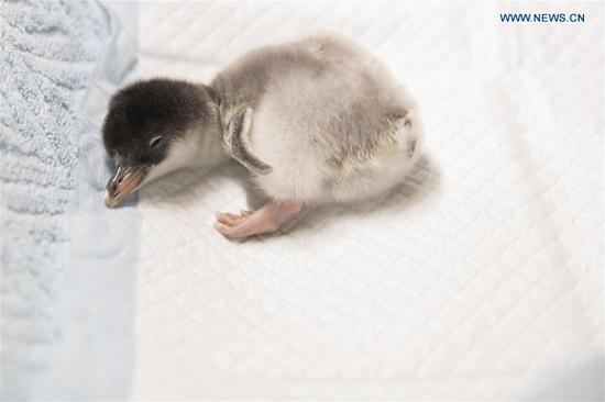 Baby penguin born in Harbin Polarland
