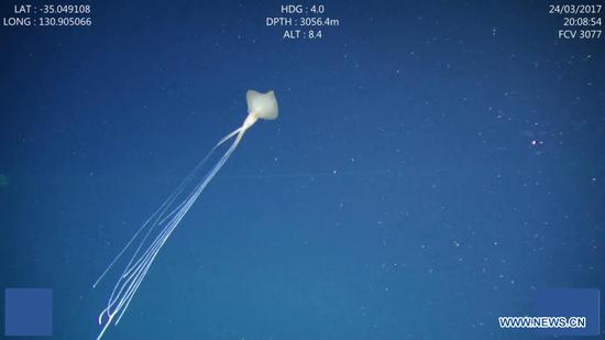 Rare Bigfin Squid sighted in Australian waters for first time