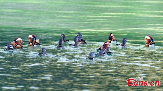 Over 1,000 mandarin ducks migrate to Zhanghe River for winter 