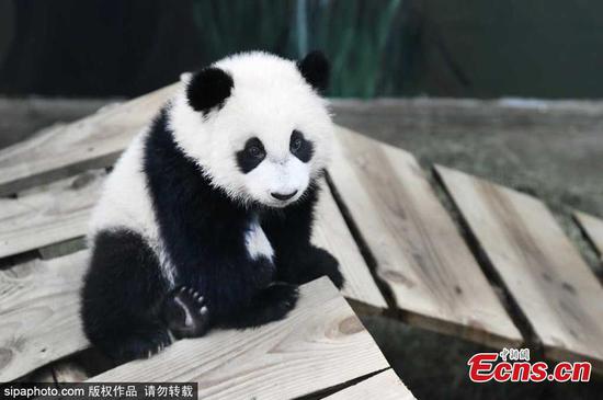 Dutch zoo releases new photos of giant panda cub