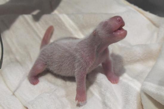 Photo taken on Nov. 22, 2020 in Wakayama Prefecture, Japan shows a male giant panda cub. (Adventure World/Handout via Xinhua)