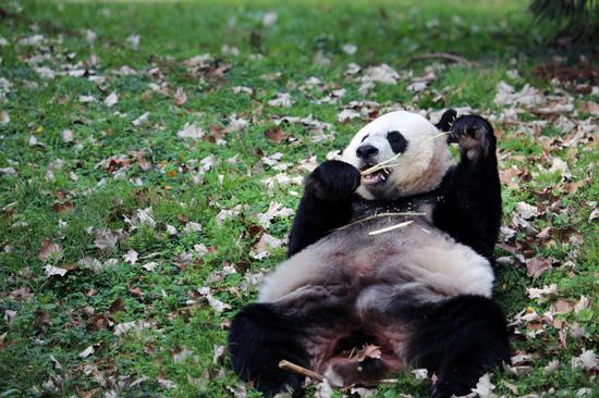 Giant panda Mei Xiang, who gave birth to a cub three months ago, chomps on sugar cane at the Smithsonian's National Zoo in Washington on Sunday. (Photo by Zhao Huanxin/China Daily)