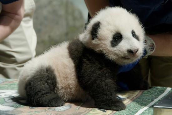 Photo posted on Nov. 20, 2020 shows the three-month-old giant panda cub 