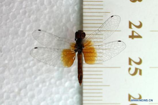 Photo taken on Oct. 16, 2020 shows a sample of dragonfly found in Sichuan, southwest China. A Chinese museum said it has found the world's smallest dragonflies in terms of body length in samples collected from southwest China. The samples from Sichuan Province were identified as those of Nannophya pygmaea, commonly known as scarlet dwarf, with the smallest adult specimen having a body length of about 15 mm, according to the Insect Museum of West China. (Insect Museum of West China/Handout via Xinhua)