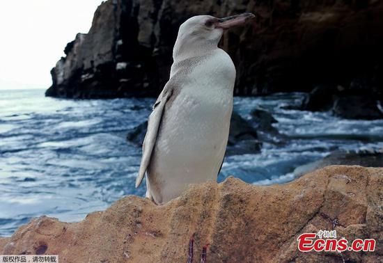 Rare White Galapagos Penguin discovered in Ecuador 
