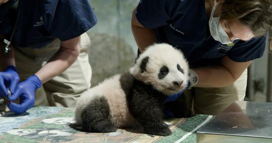 Undated photo taken in November 2020 shows the giant panda cub "Xiao Qi Ji" at Smithsonian's National Zoo in Washington, D.C., the United States. (Smithsonian's National Zoo/Handout via Xinhua)