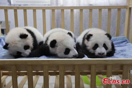 Three female pandas in Xi'an trun 100 days 