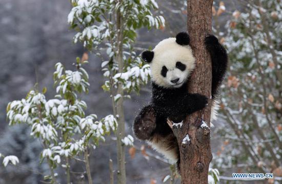 Giant pandas play after snow in Wolong National Nature Reserve 