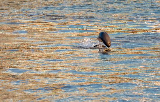 A finless porpoise is seen in the Yangtze River in Yichang, central China's Hubei Province, Aug. 3, 2020. (Photo by Lei Yong/Xinhua)