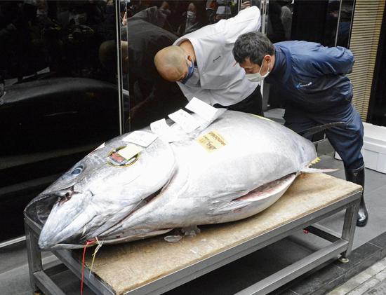 Japan holds annual tuna auction