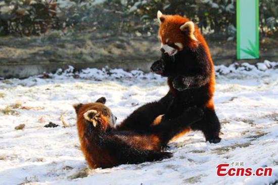Cute red pandas have fun in snow at Changzhou Yancheng Safari Park
