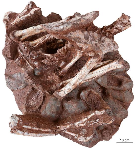 Photo taken in August 2017 shows rare incubating dinosaur fossils unearthed in east China's Jiangxi Province. (Photo provided by Yunnan University and the Institute of Vertebrate Paleontology and Paleoanthropology under the Chinese Academy of Sciences)