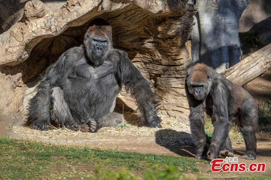 Gorillas at San Diego Zoo Safari Park diagnosed with COVID-19