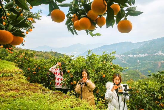 E-commerce livestreamers promote navel oranges at an orange plantation in Leigutai Village of Guojiaba Township in Zigui County, central China's Hubei Province, Dec. 4, 2020. (Photo by Wang Gang/Xinhua)