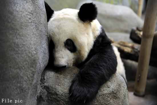 Chinese giant panda Ya Ya drinks in its enclosure at the Memphis Zoo in Memphis, Tennessee, the United States, Aug. 13, 2010. (Xinhua/Jiang Guopeng)