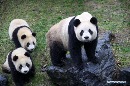 Pairi Daiza zoo hosts five giant pandas in Brugelette, Belgium