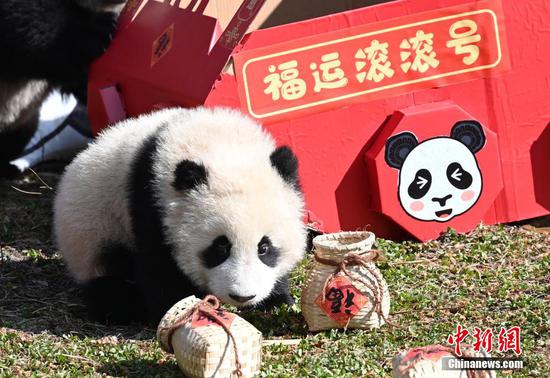 Giant panda cubs meet the public to mark start of spring