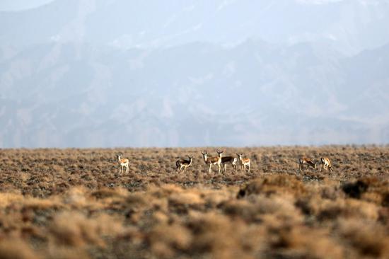Photo taken on Jan. 8, 2021 shows goitered gazelles in the Gansu Annanba Wild Camel National Nature Reserve, northwest China. (Xinhua/Du Zheyu)