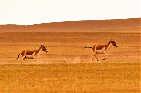 File photo shows two Tibetan wild donkeys galloping on a pasture in Nyima County, southwest China's Tibet Autonomous Region. (Xinhua/Zhang Rufeng)